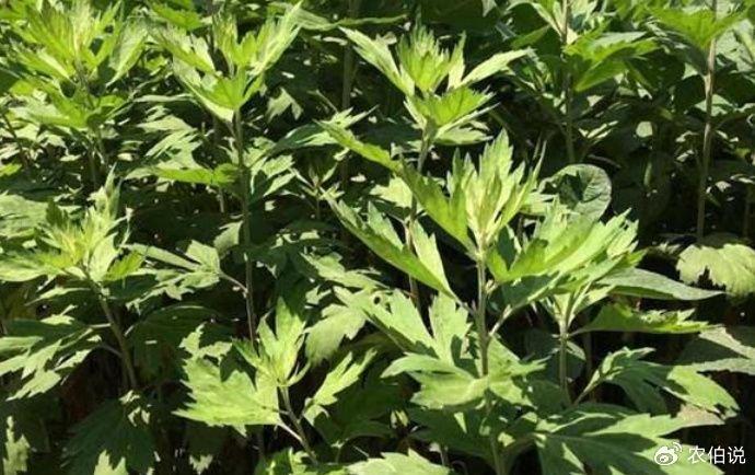 蚊子最怕的3種花，香味獨(dú)特隨便養(yǎng)，夏天蚊子不敢來
